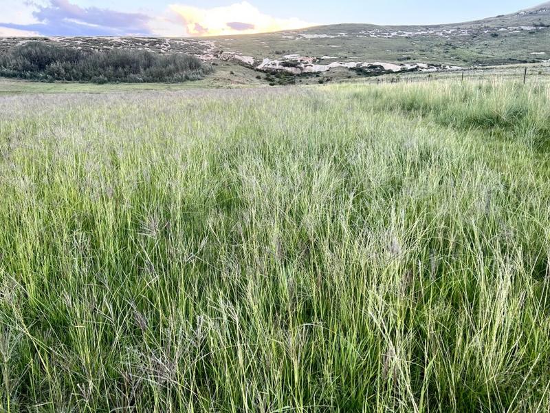 0 Bedroom Property for Sale in Fouriesburg Free State